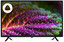 32" (81 см) Телевизор DEXP H32H8001C черный [Direct LED, HD, Wi-Fi, 60 Гц, YaOS, HDMI х 2, USB х 1 шт]