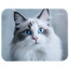 Коврик Aceline Blue eyed cat (XS) разноцветный [полиэстер, 250 мм x 200 мм x 2 мм, рисунок - животные]