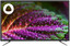 Телевизор DEXP H32F8000Q черный [Direct LED, HD, Wi-Fi, YaOS]