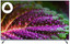 50" (127 см) Телевизор DEXP 50UCY2 серый [Direct LED, 4K UltraHD, Wi-Fi, 60 Гц, YaOS, HDMI х 3, USB х 2 шт]