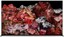 75" (189 см) Телевизор Sony XR-75X95LPAEP черный [Direct LED, Triluminos, 4K UltraHD, Wi-Fi, 120 Гц, Android TV, HDMI х 4, USB х 2 шт]